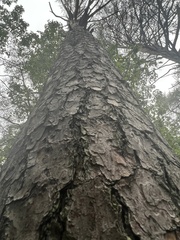 Pinus virginiana