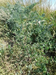 Chenopodium betaceum