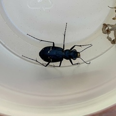 Cicindela longilabris