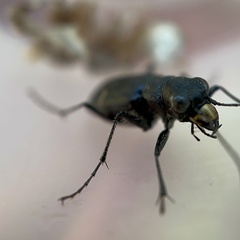 Cicindela longilabris