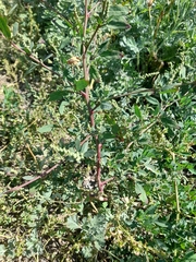 Chenopodium betaceum