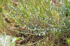 Astragalus reventiformis