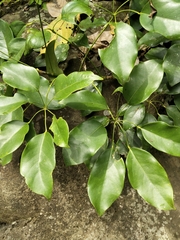Heptapleurum arboricola
