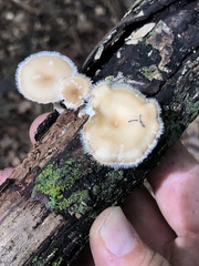 Lentinus flexipes