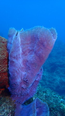 Callyspongia plicifera