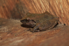 Pristimantis vilarsi