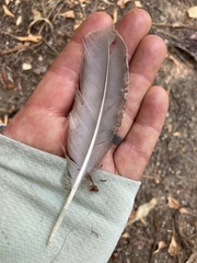 Dendragapus fuliginosus