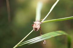 Picromerus bidens