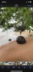 Nerita scabricosta