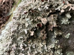 Physcia caesia