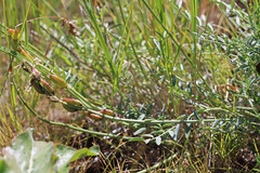 Astragalus reventiformis