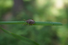 Picromerus bidens