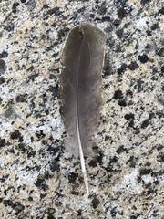 Dendragapus fuliginosus