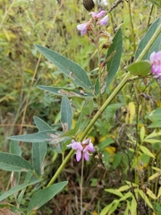 Desmodium