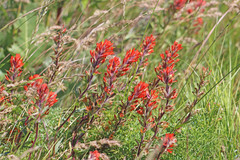 Castilleja hispida hispida