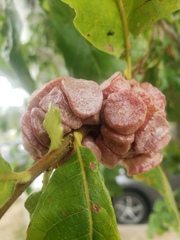 Andricus quercusstrobilanus