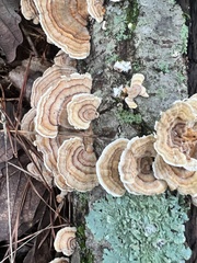 Trametes ochracea