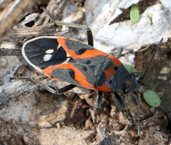 Lygaeus kalmii kalmii