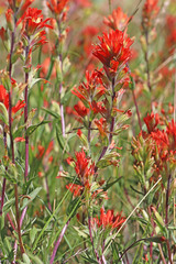 Castilleja hispida hispida
