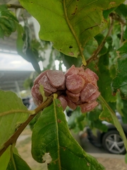 Andricus quercusstrobilanus