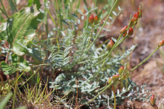 Astragalus reventiformis