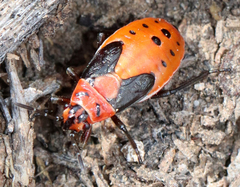 Lygaeus kalmii