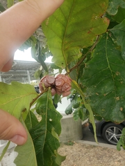 Andricus quercusstrobilanus