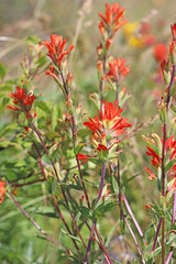 Castilleja hispida hispida