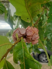 Andricus quercusstrobilanus