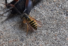 Vespula maculifrons