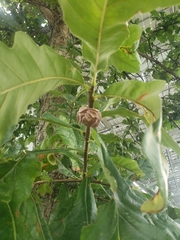 Andricus quercusstrobilanus