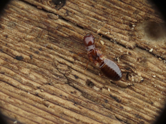 Zootermopsis nevadensis