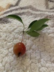 Crataegus crus-galli