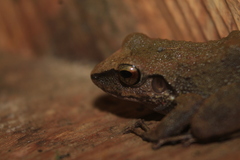 Pristimantis vilarsi