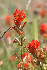 Castilleja hispida hispida
