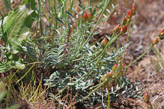 Astragalus reventiformis