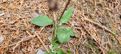 Hieracium murorum