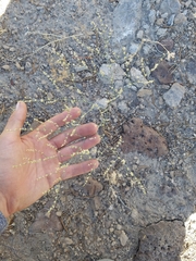 Eriogonum brachyanthum