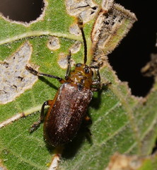 Poneridia semipullata