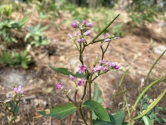 Apocynum androsaemifolium