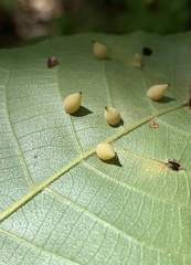 Caryomyia caryaecola