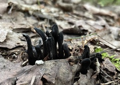 Geoglossum