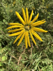 Silphium terebinthinaceum