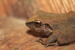 Pristimantis vilarsi