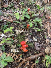 Hygrocybe coccinea