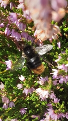 Bombus soroeensis