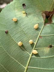 Caryomyia caryaecola