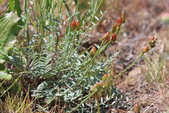 Astragalus reventiformis
