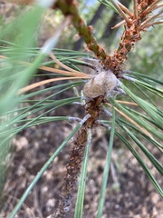 Pyrrharctia isabella
