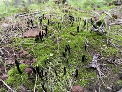 Geoglossum